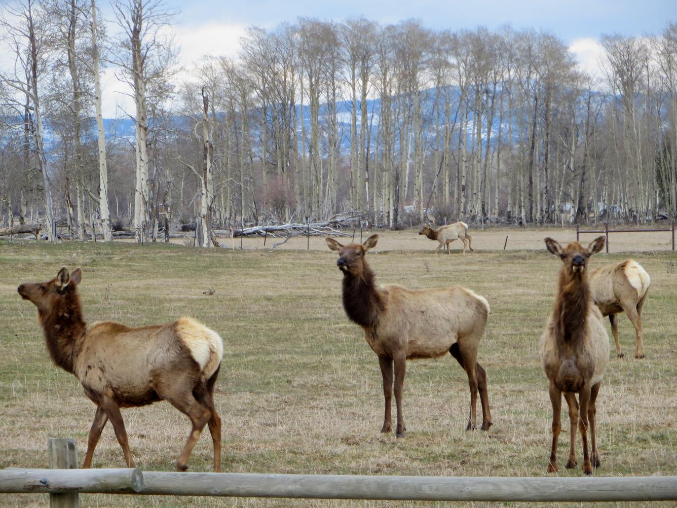 Elk in Jackson Wyoming