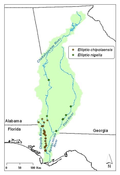 Resolving the Taxonomic Identity of the Rediscovered Winged Spike (Elliptio nigella) and Its Relationship to the Federally-Threa