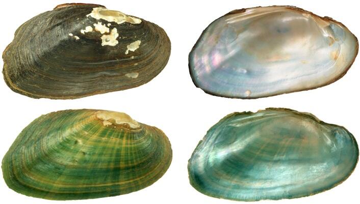 Resolving the Taxonomic Identity of the Rediscovered Winged Spike (Elliptio nigella) and Its Relationship to the Federally-Threa