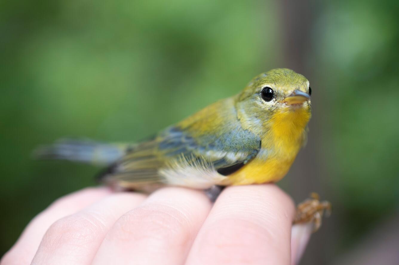 Small blue, gray and yellow bird is held in the hand. 