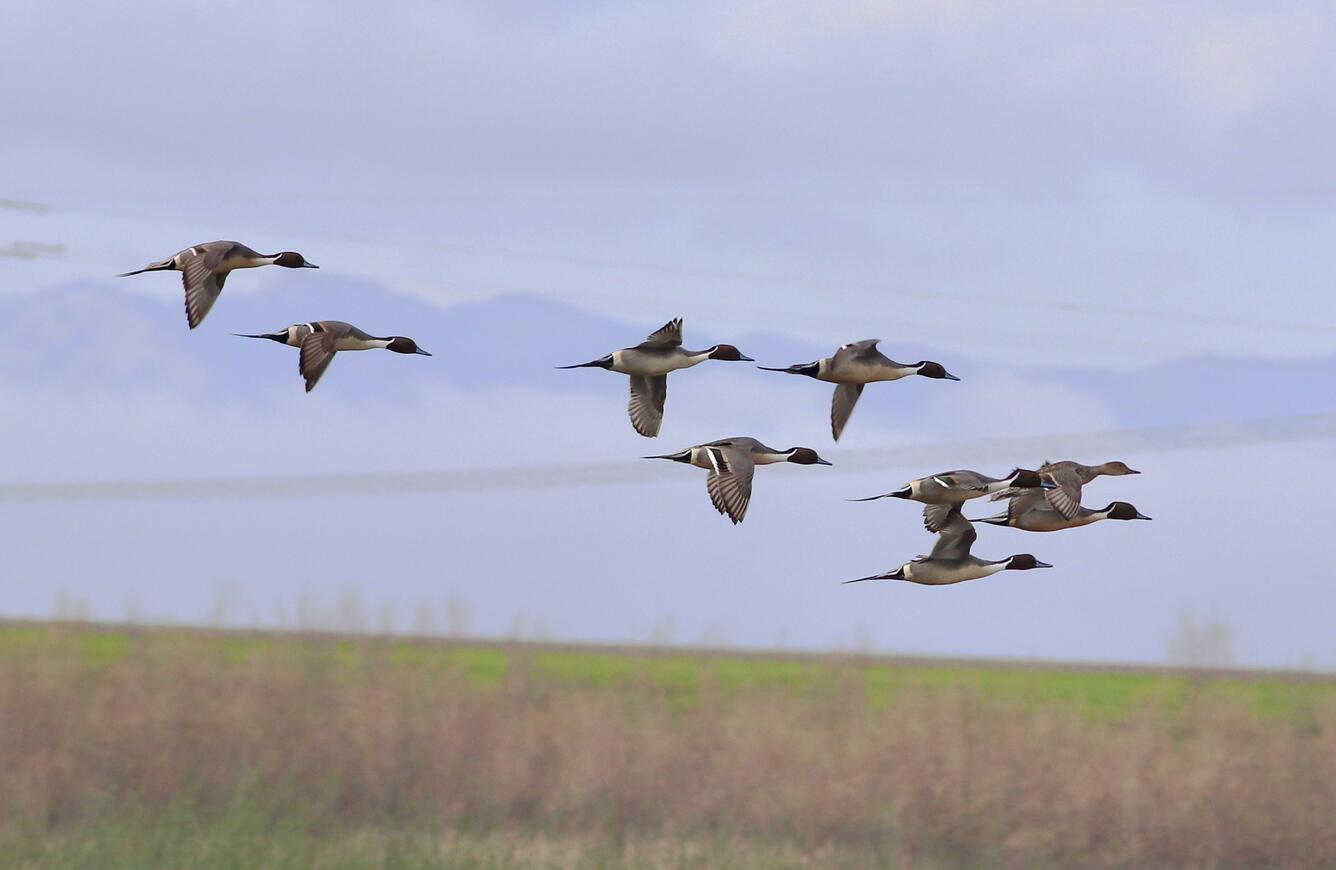 Flock of northern pintail ducks at Yolo Bypass Wildlife Area
