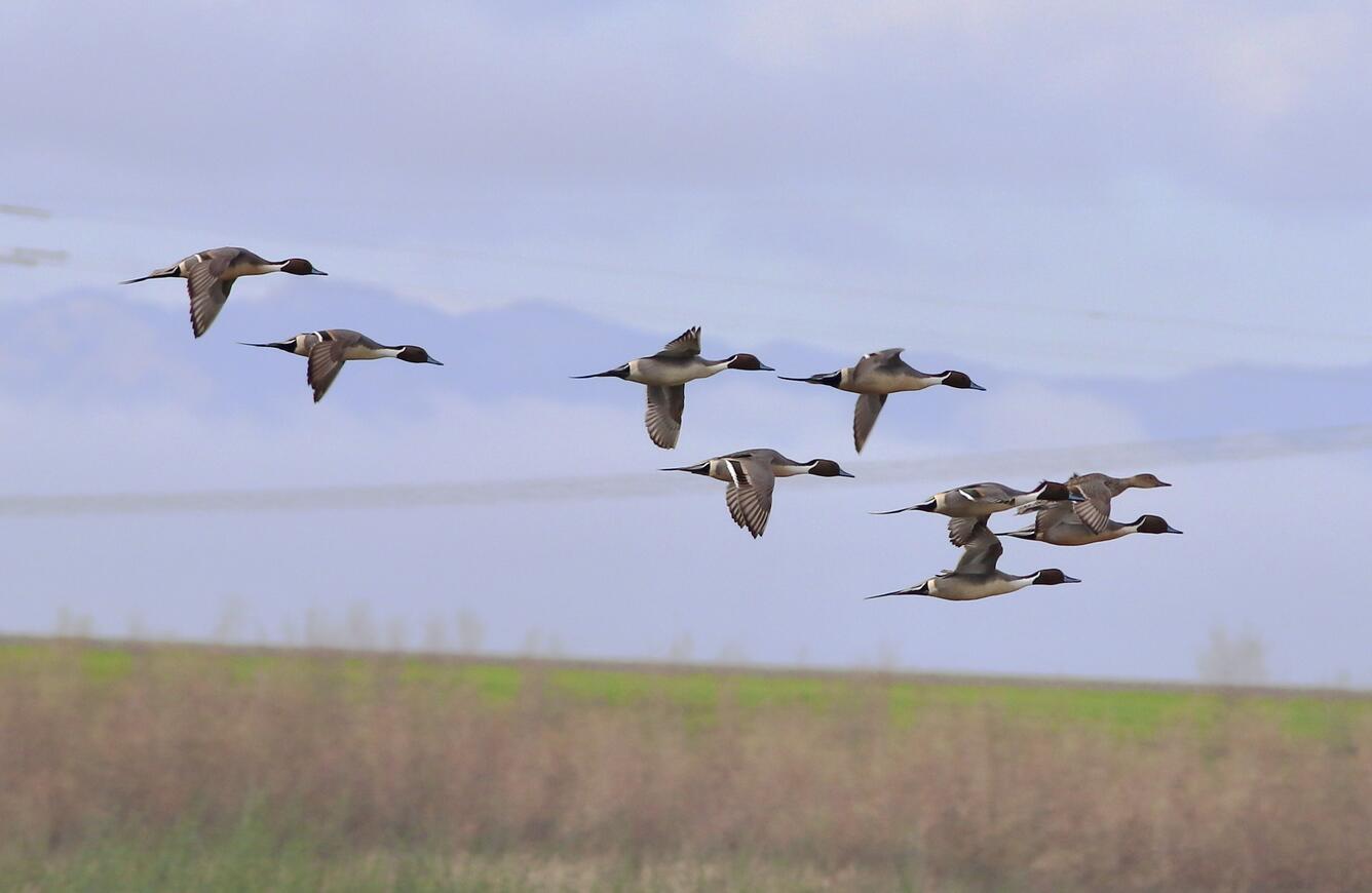 Nine ducks in flight above a grassy area