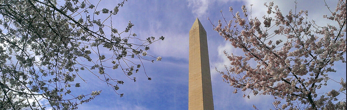 Washington Monument with cherry blossoms/NPS