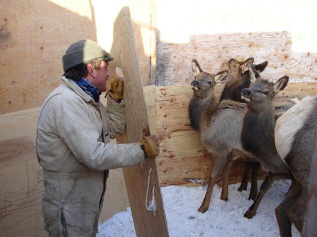 Wide eyed elk in a feedgrounds.