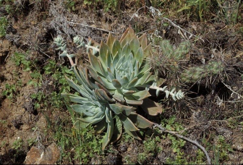 NPS photo of the rare plant, Trask's live-forever
