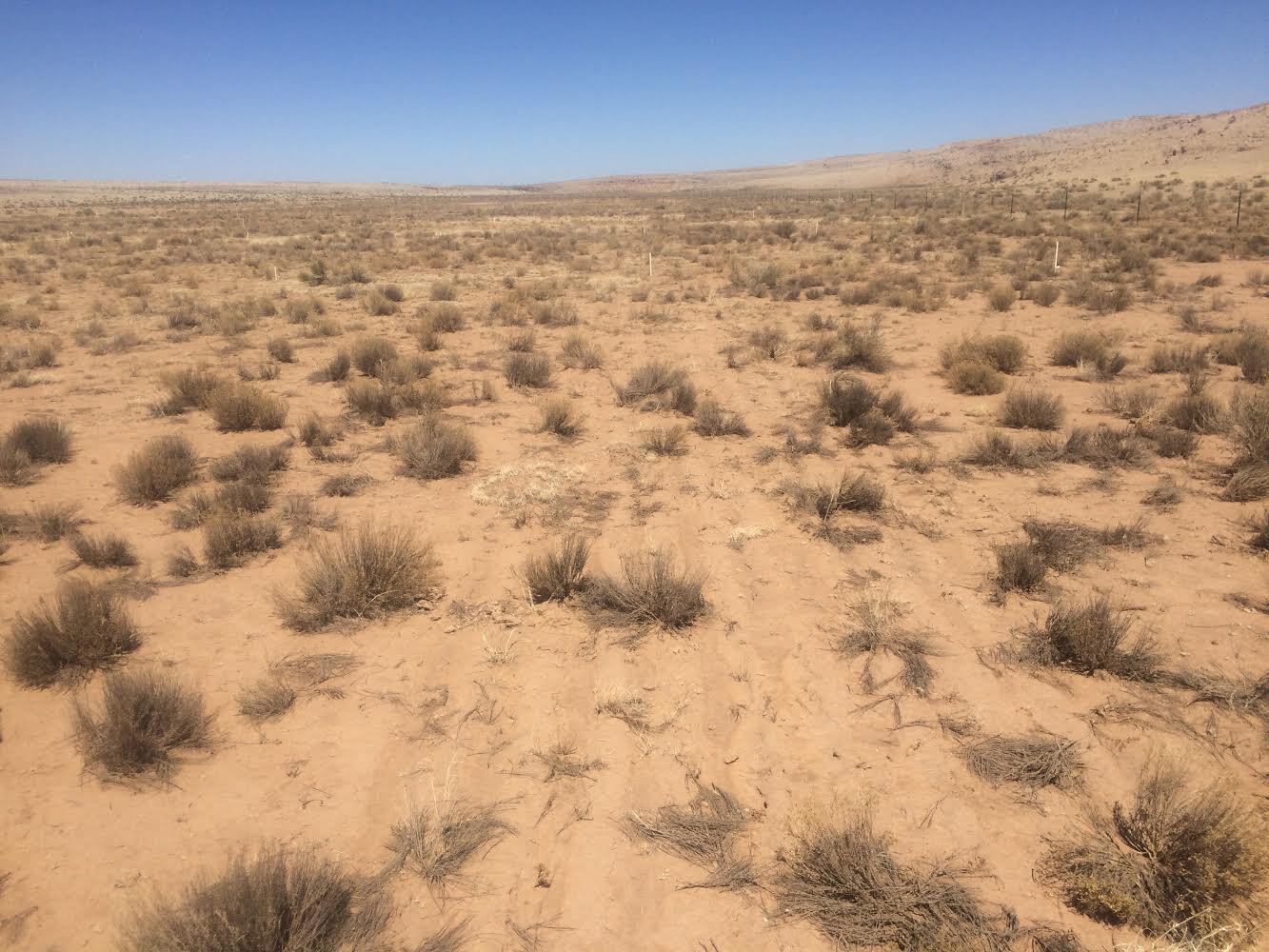Failed rangeland seeding attempt