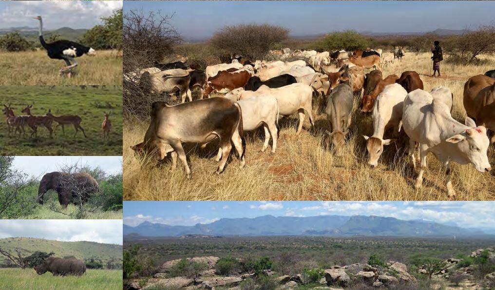 Cover for "Monitoring Live Vegetation in Semiarid and Arid Rangeland Environments with Satellite Remote Sensing, Northern Kenya