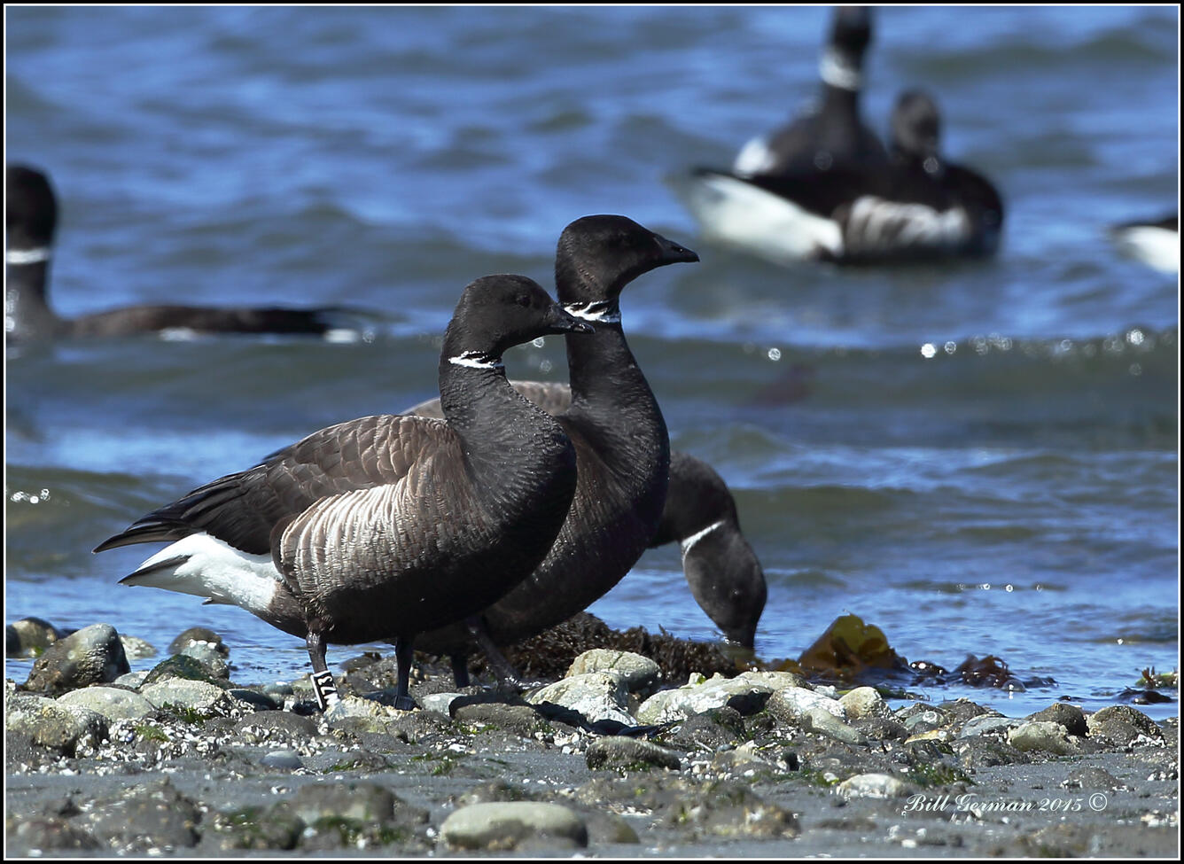 Black Brants Foraging