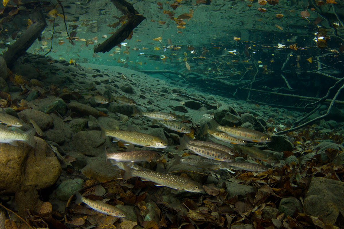 Native Westslope Cutthroat Trout