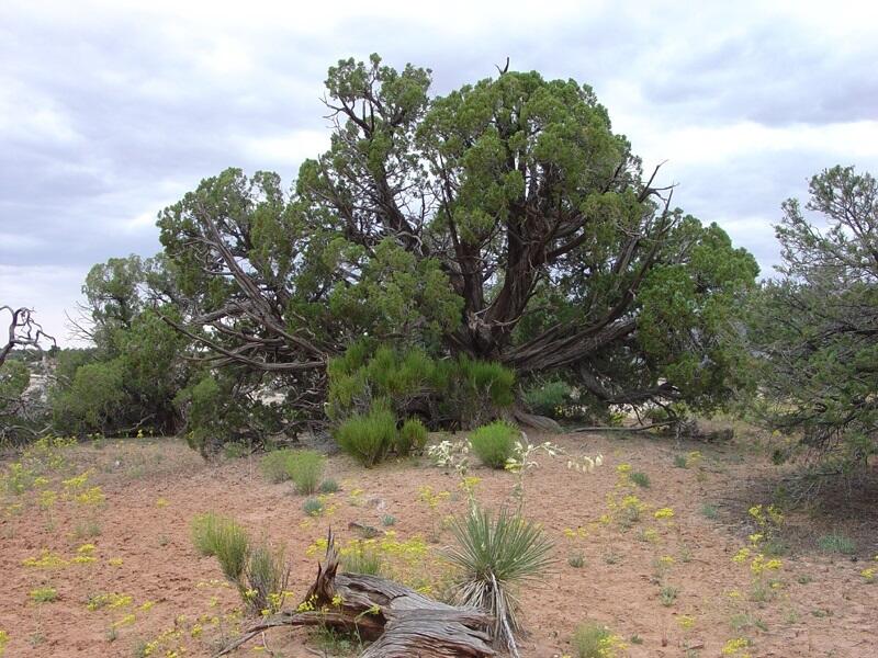 This is a photo of large Utah Junipers. 