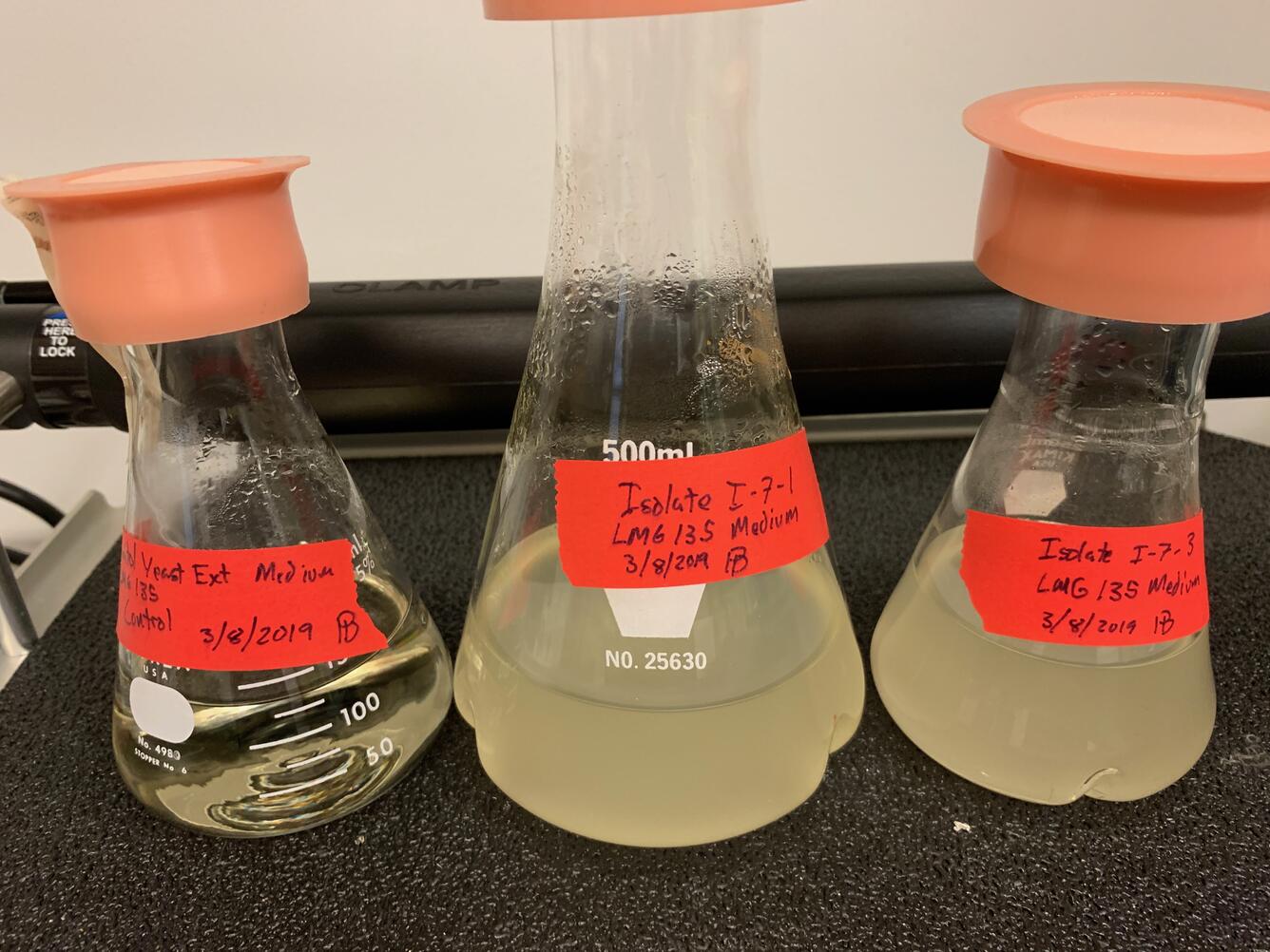 Beakers full of cloudy liquid with label describing strain