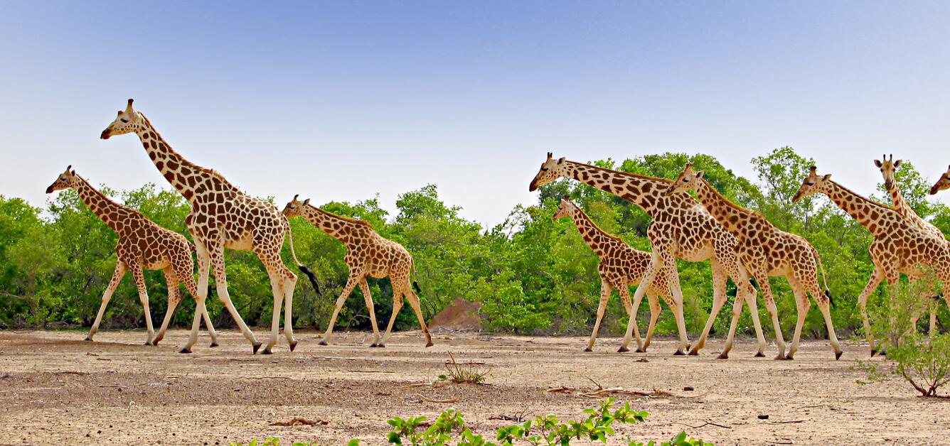 Niger Giraffes