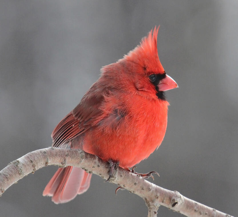 Male Northern Red Cardinal