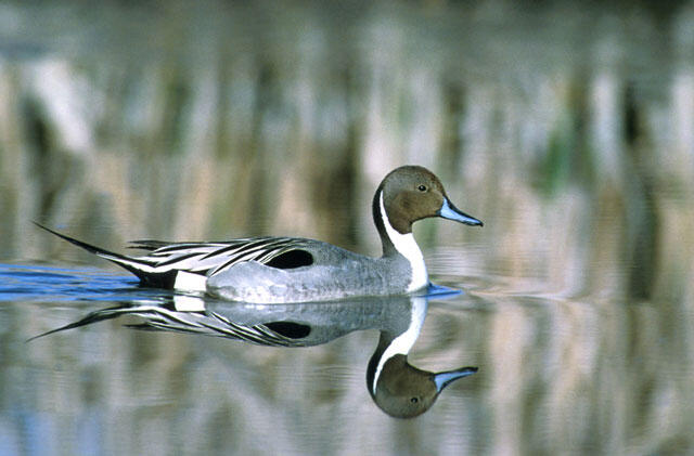 Northern pintail duck