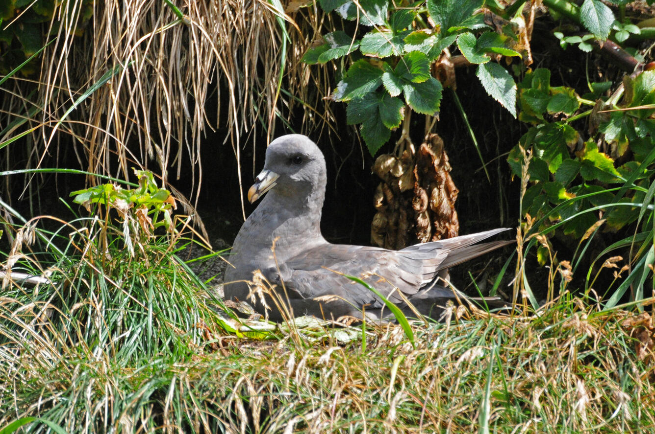 A Northern Fulmar attends its nest on Suklik Island, Alaska