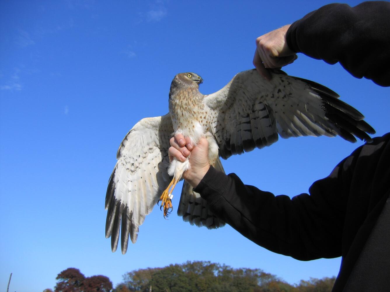 Female Northern Harrier