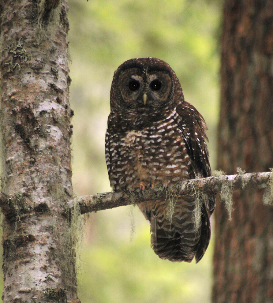 Northern spotted owl