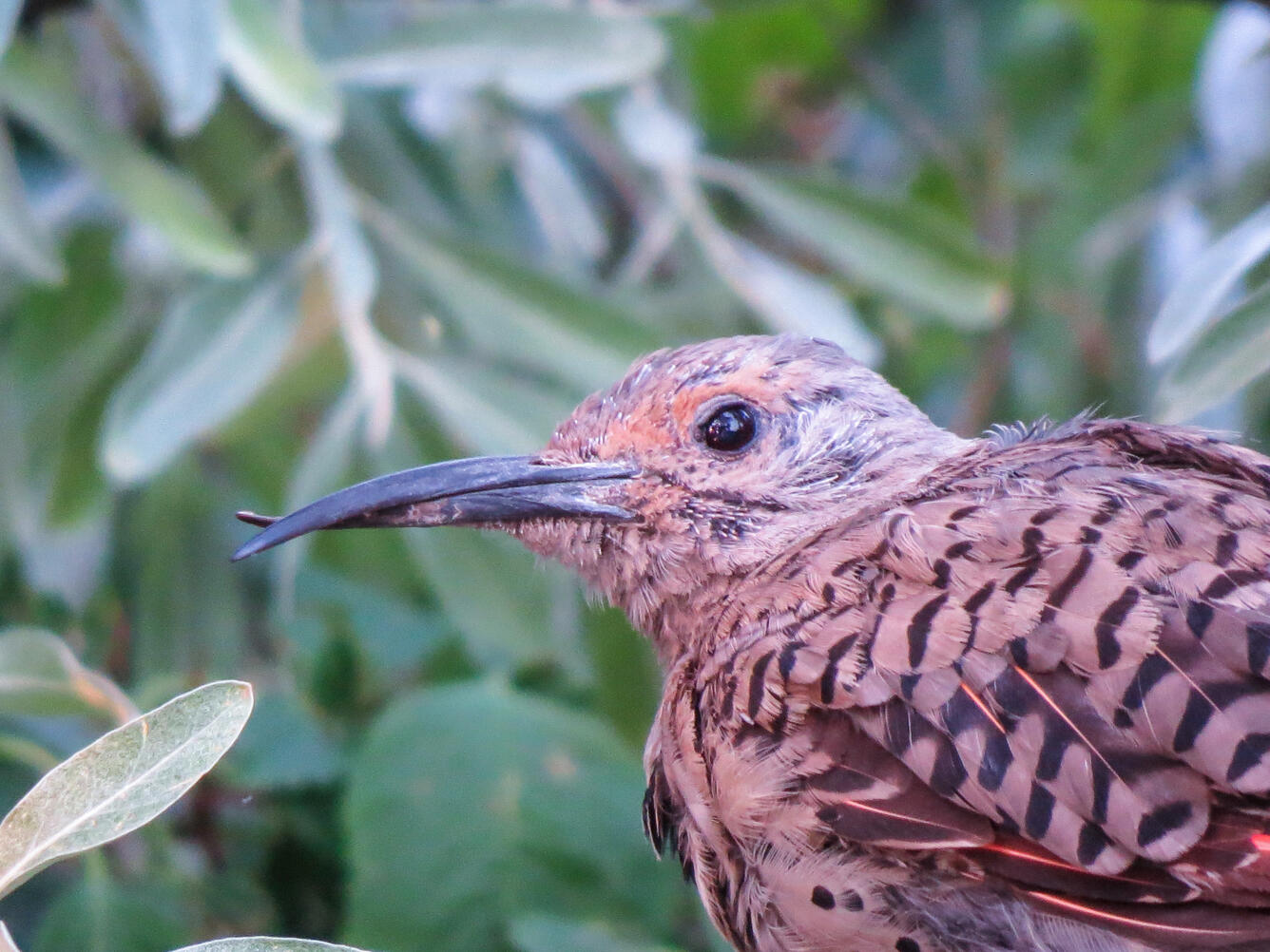 Northern Flicker with a grossly crossed beak