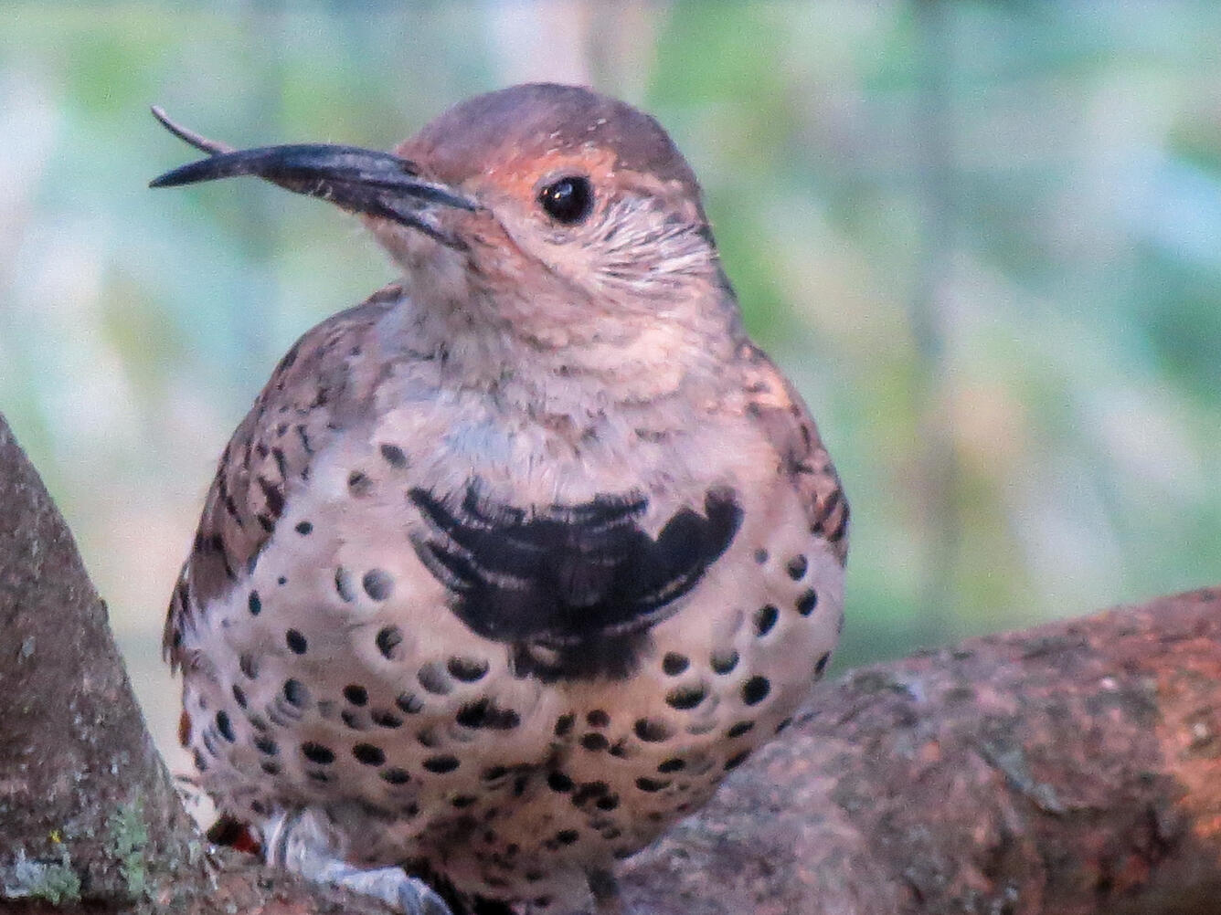 Northern Flicker with a grossly crossed beak sitting in a tree