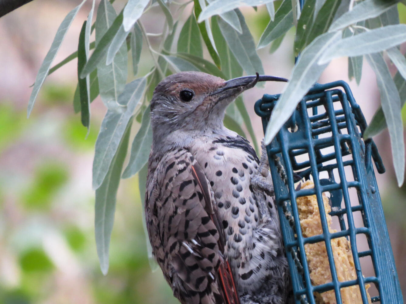 Northern Flicker with a grossly crossed beak hanging from a suet block