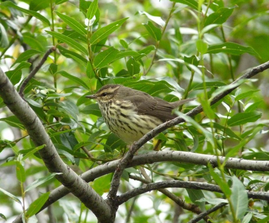 Small bird in a bush