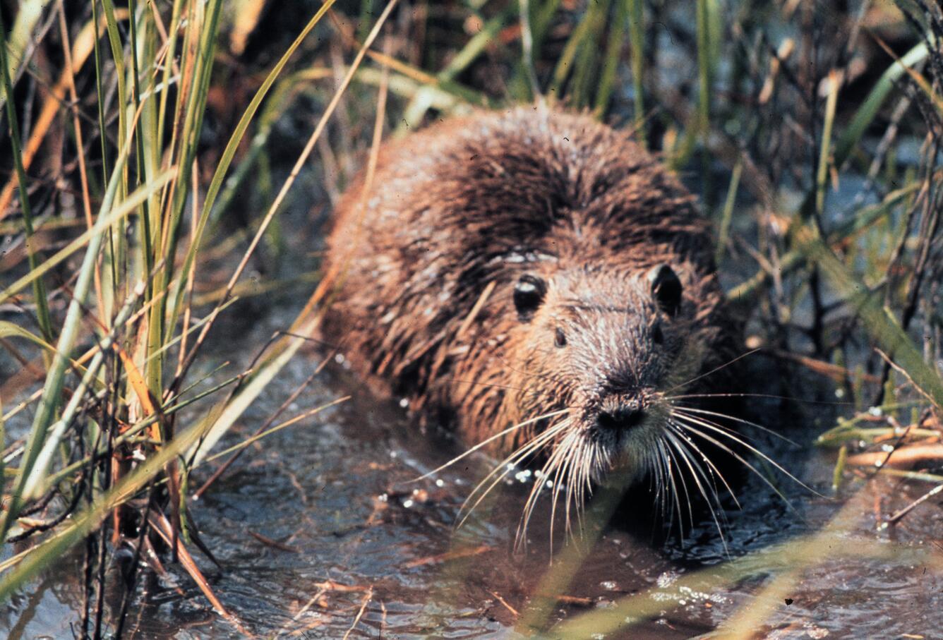 Nutria in Louisiana wetland