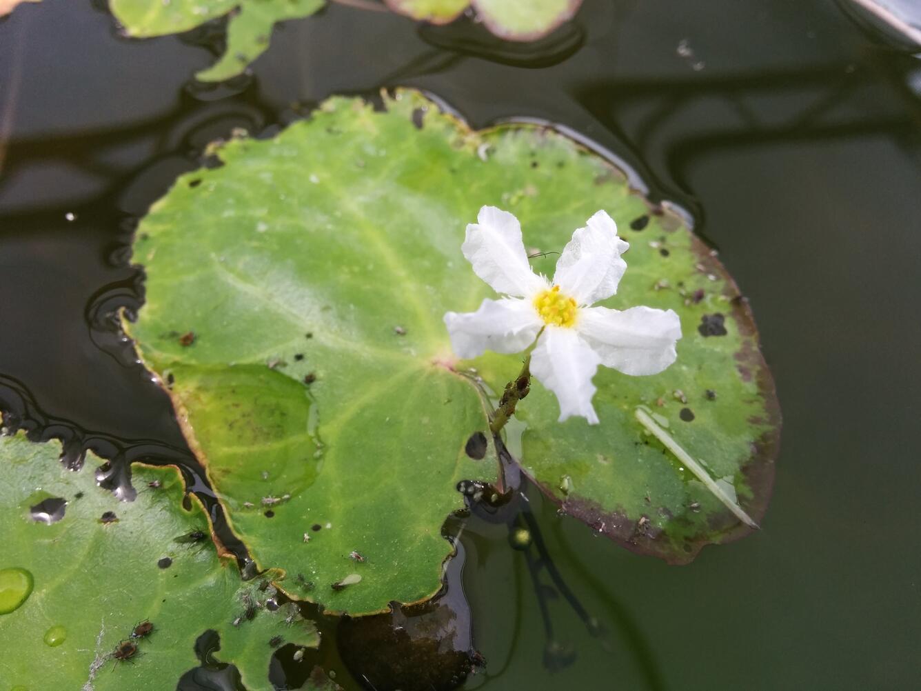 Crested Floating-Heart (Nymphoides cristata) - Nonindigenous Aquatic Plant Species
