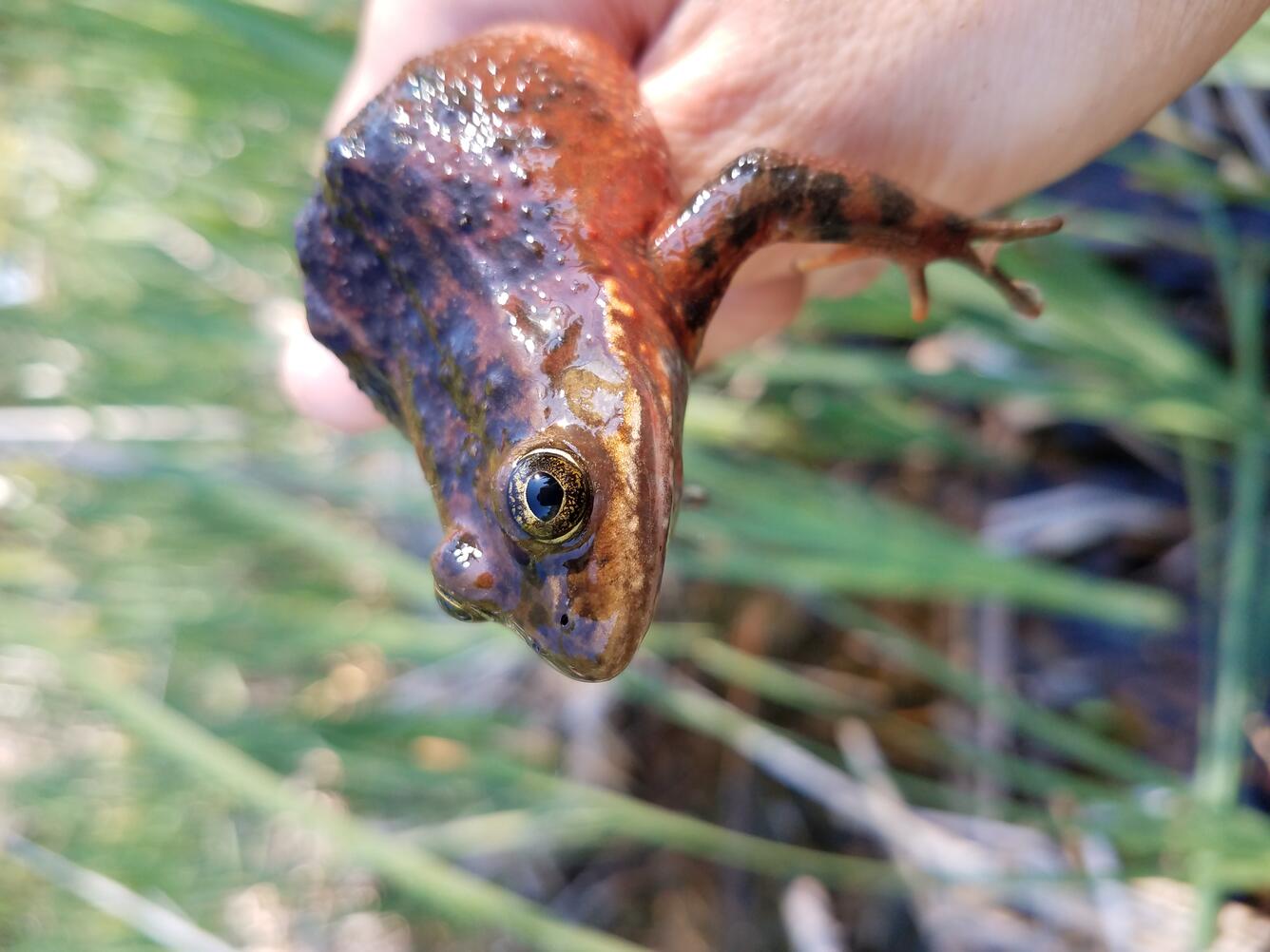 Oregon spotted frog close-up