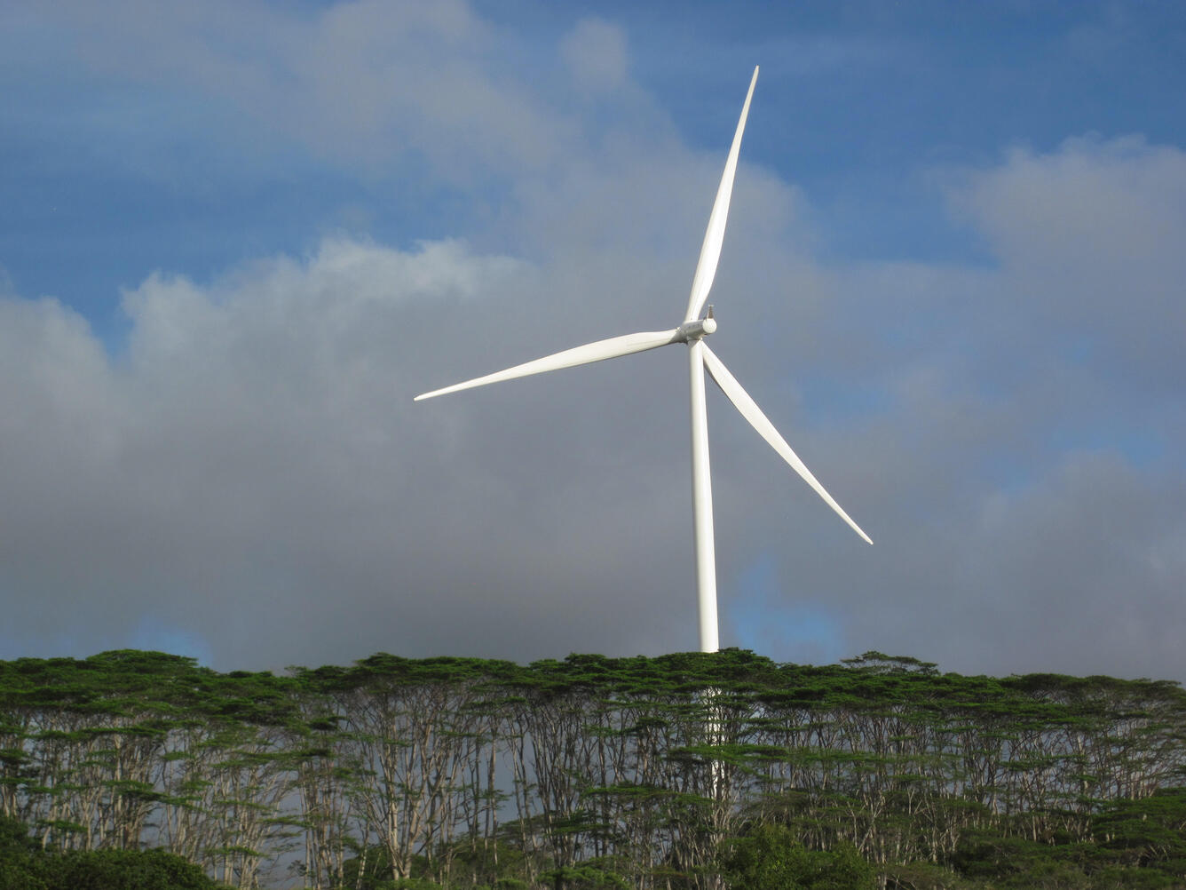 Image of wind turbine towering over trees