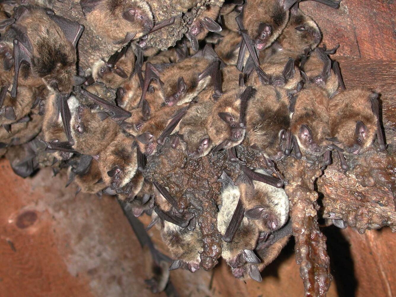  An Arizona bat or Occult bat (Myotis occultus) roost from southern Colorado