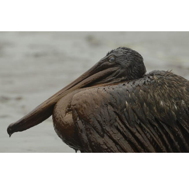 Oiled pelican