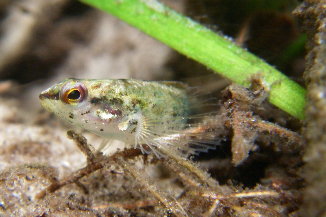 Okaloosa Darter