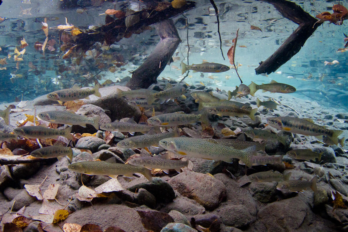 Native trout in Pacific Northwest.