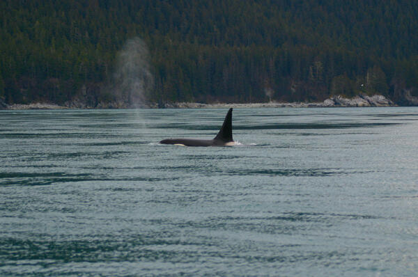 Orca