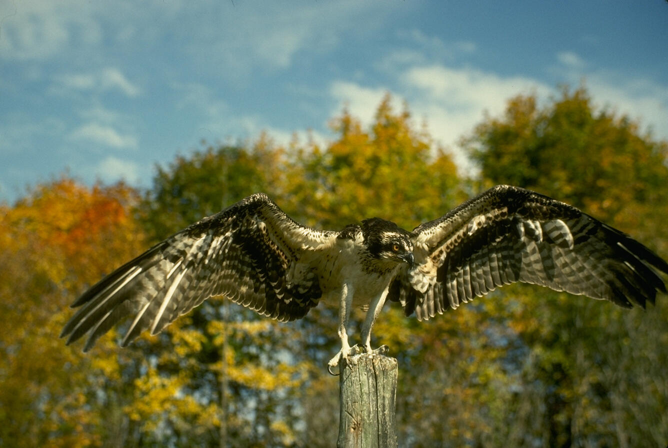 Osprey stretching wings 