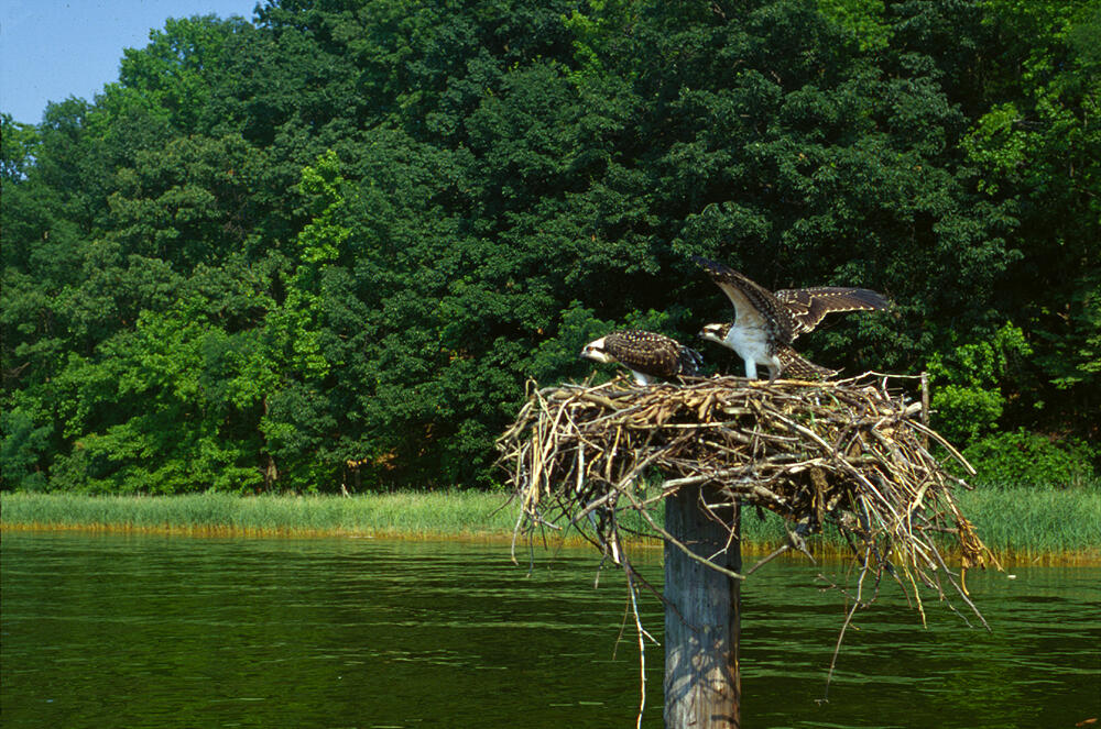 Osprey pair in nest