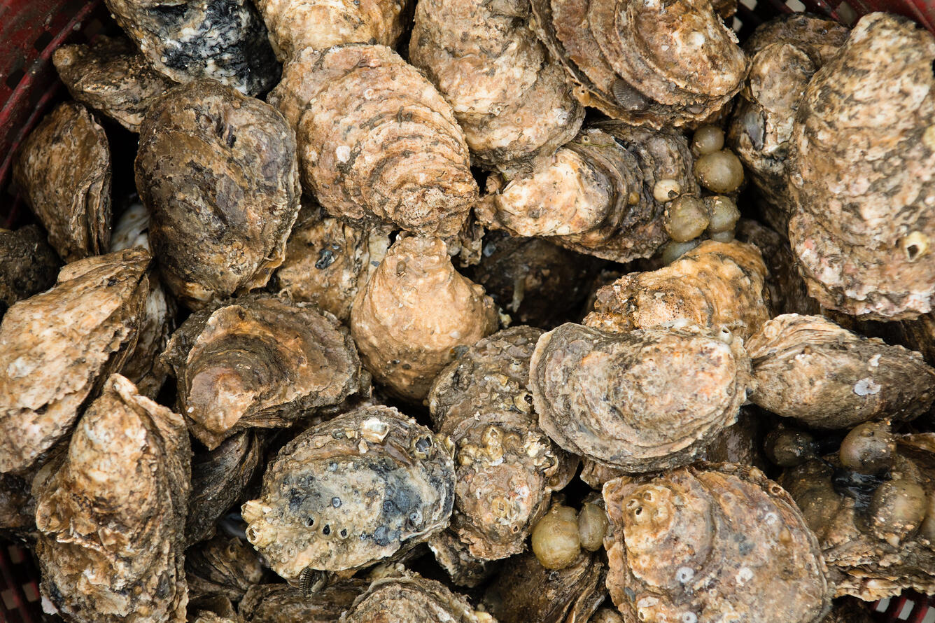 Chesapeake Bay oysters