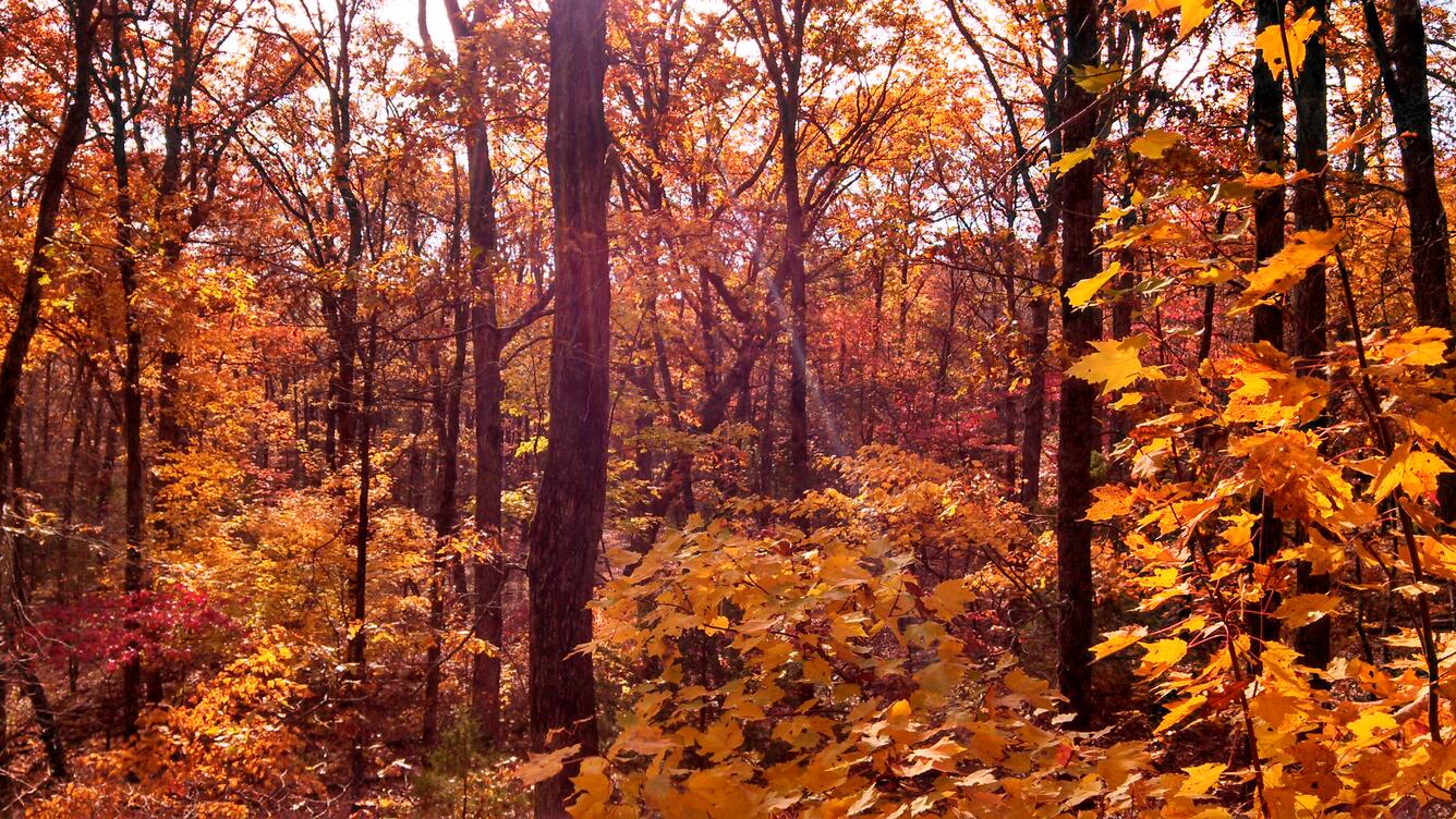 Ozark forest photograph - Arkansas