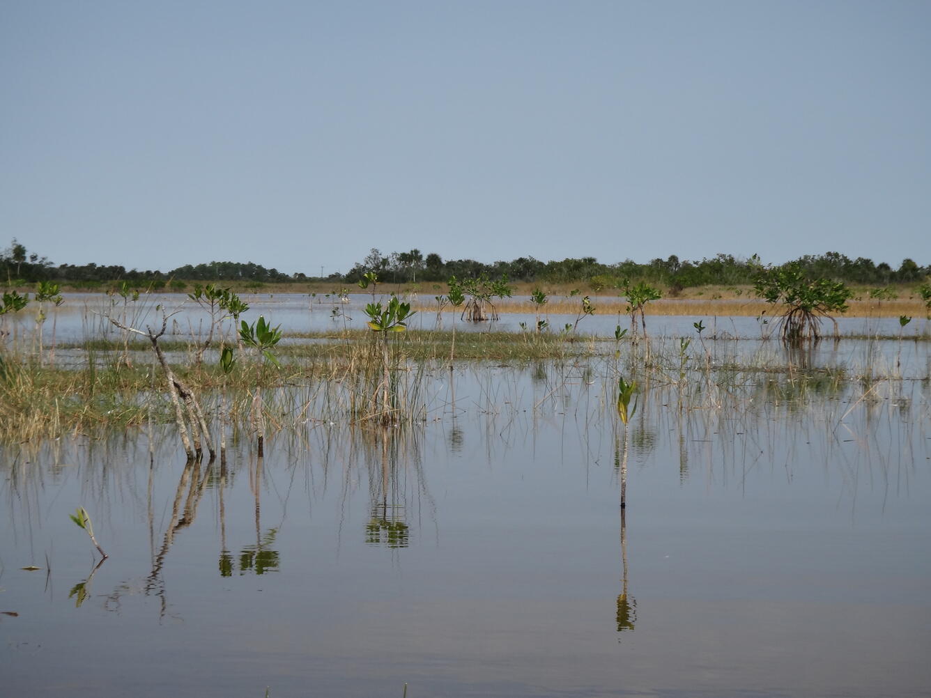 Interior marshes are experiencing increases in salinity and marsh habitat has been overtaken by encroaching mangroves