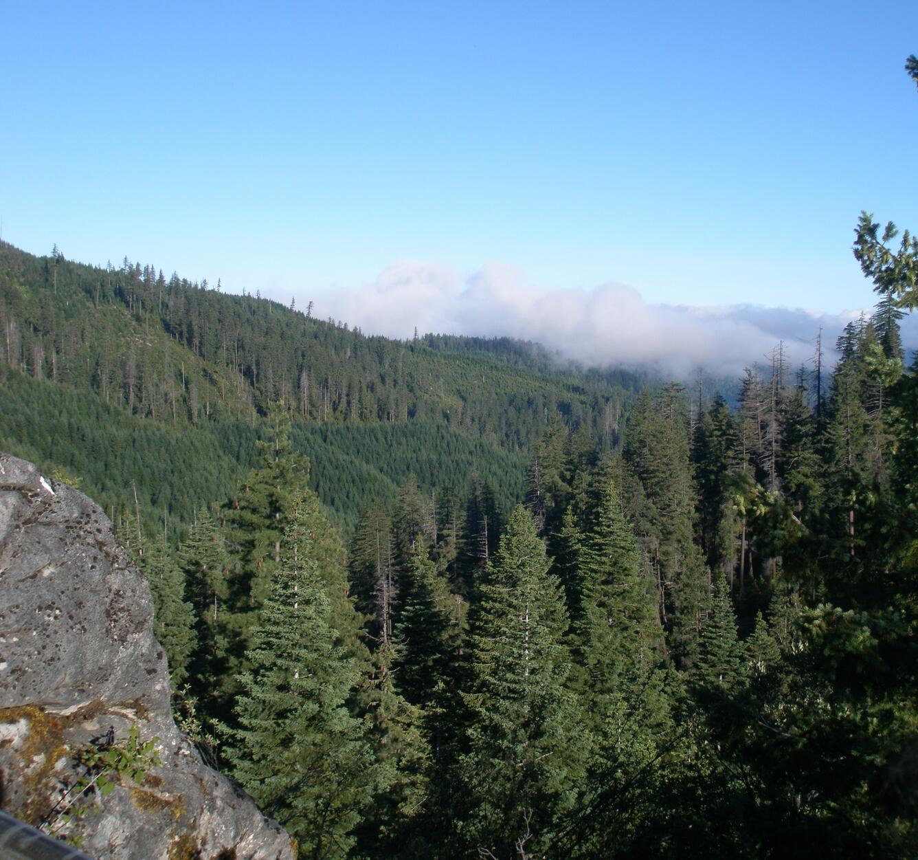 WERC Redwood forest field photo