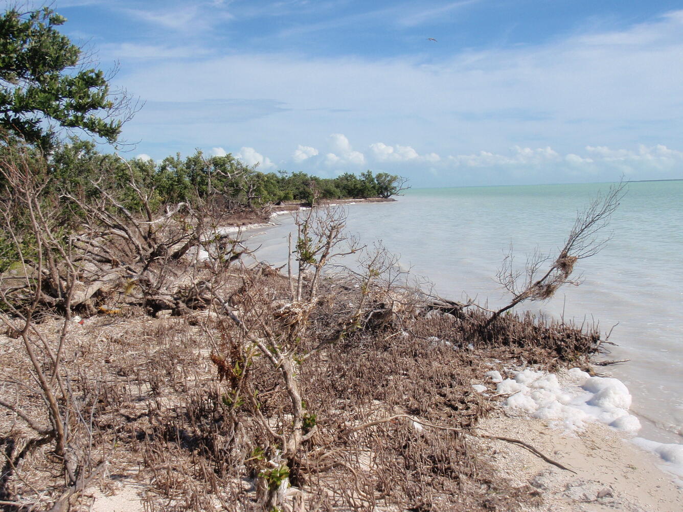 The shore along the edges of an island playa in Florida