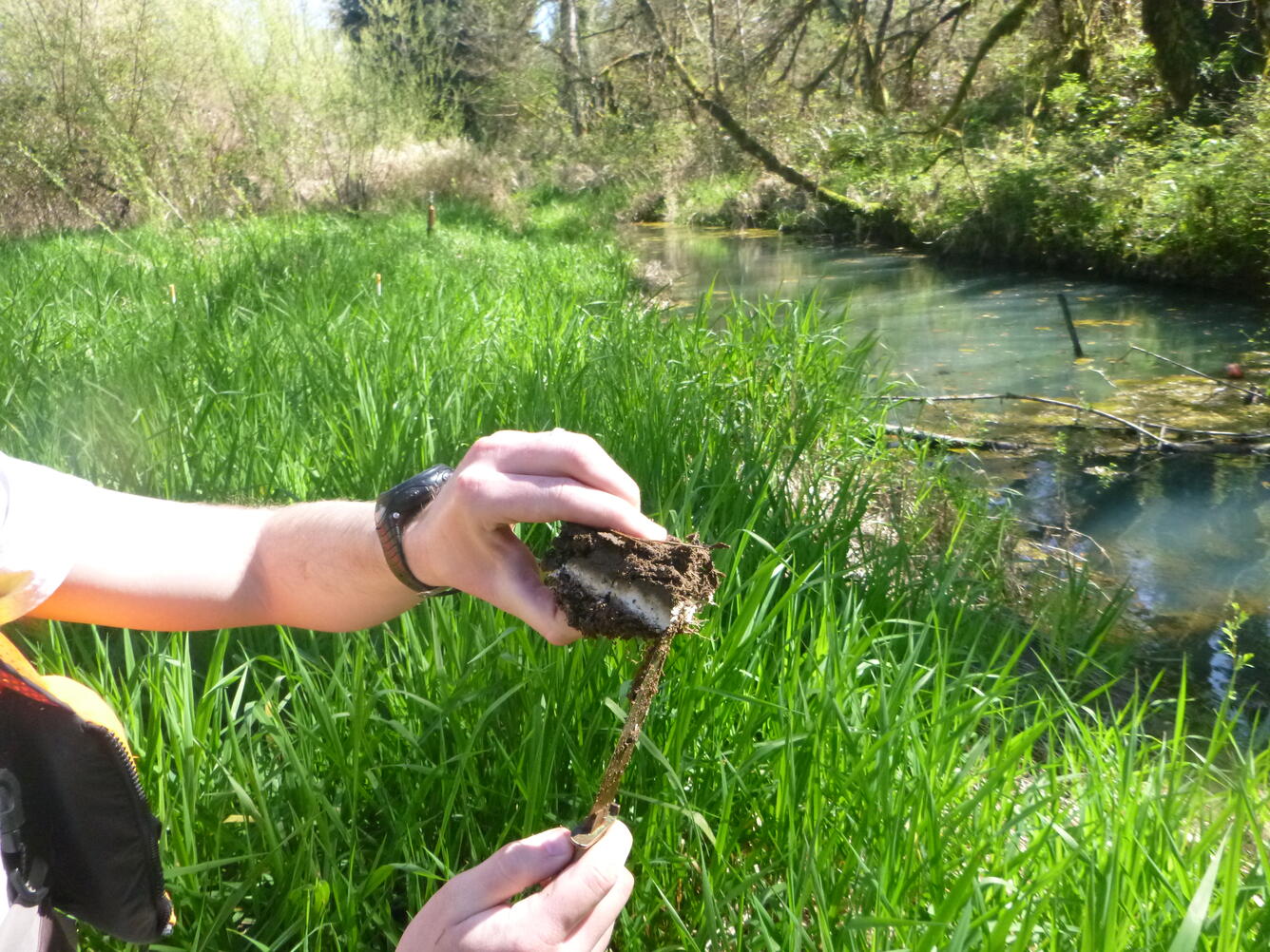 sediment sample
