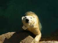 A polar bear in a pool. 