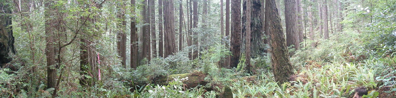 redwood