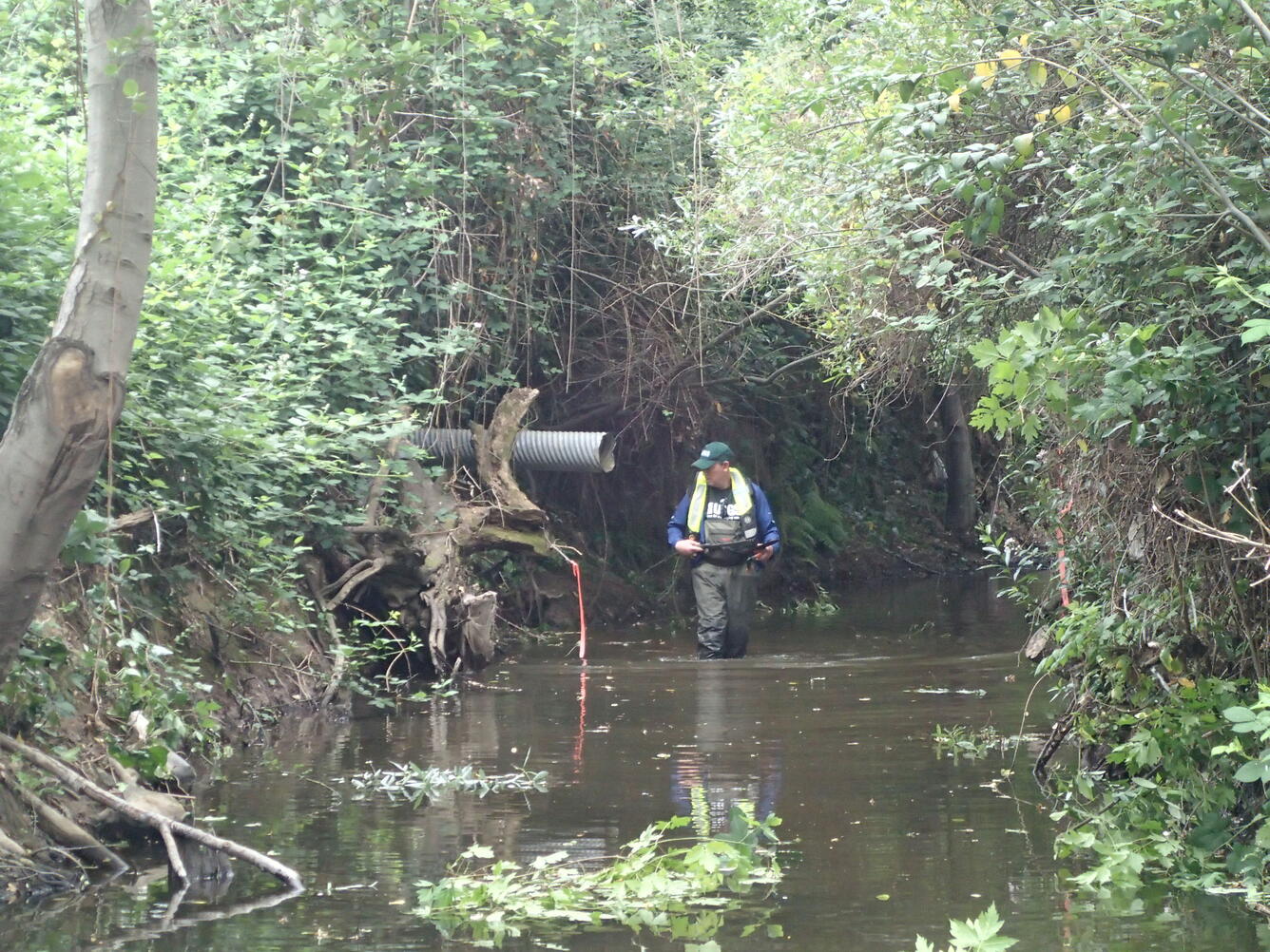 Ecological survey near water outflow pipes