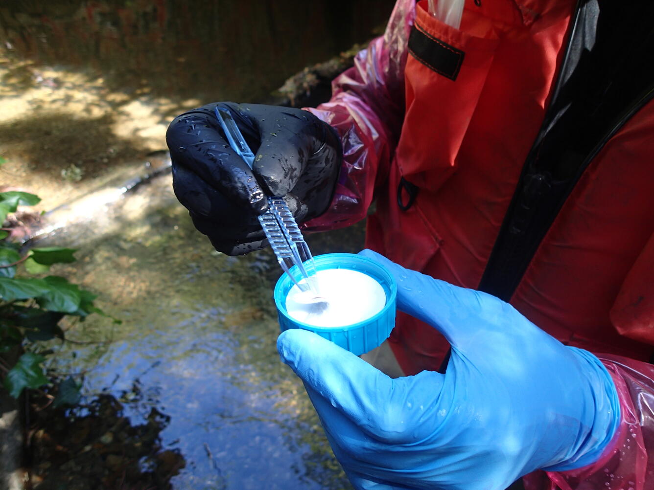 Preparing sample for analysis during CSQA ecological survey