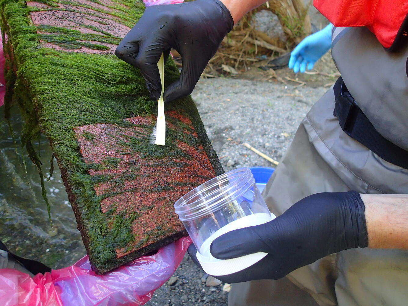 Collecting algae sample during CSQA ecological surveys