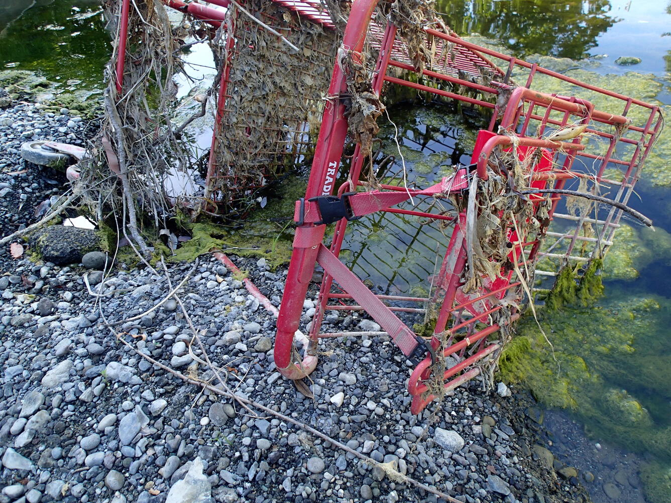 Debris in an urban stream