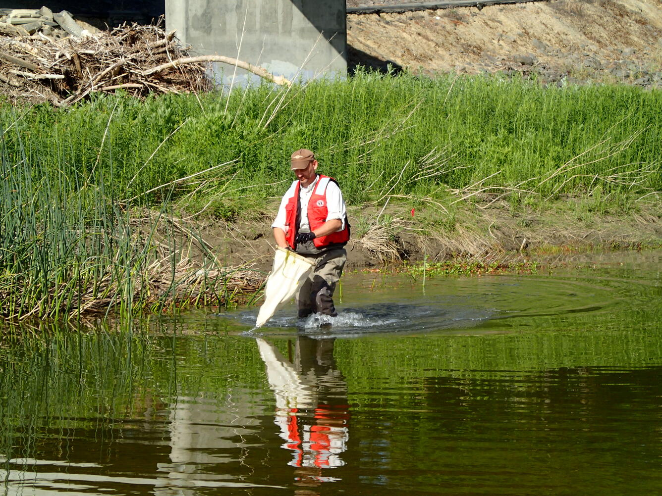Sample collection during CSQA ecological surveys at Alameda Creek, California