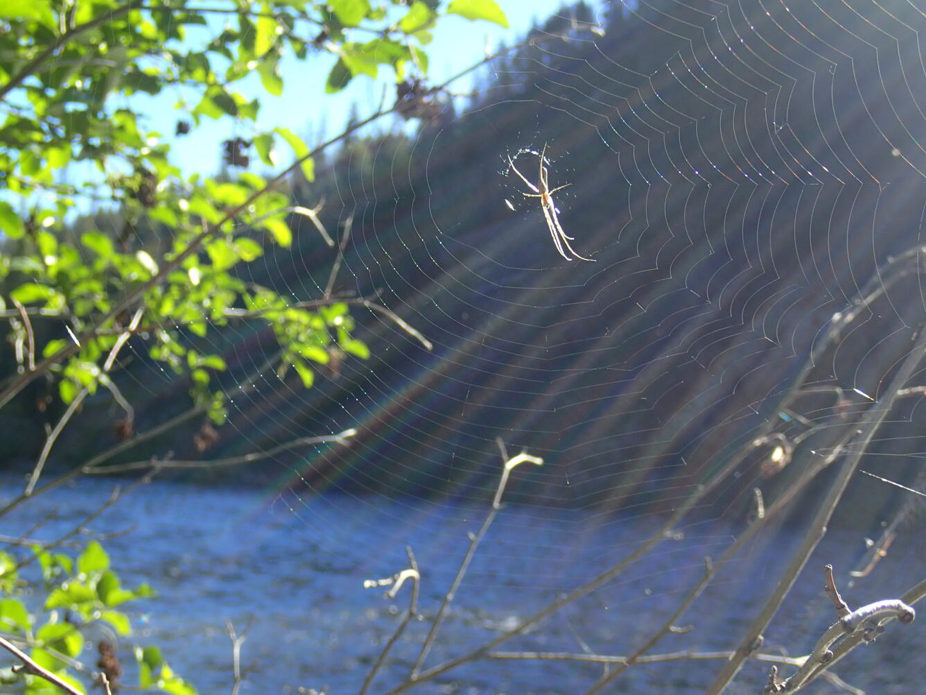 A spider on its beautiful web beside a river.